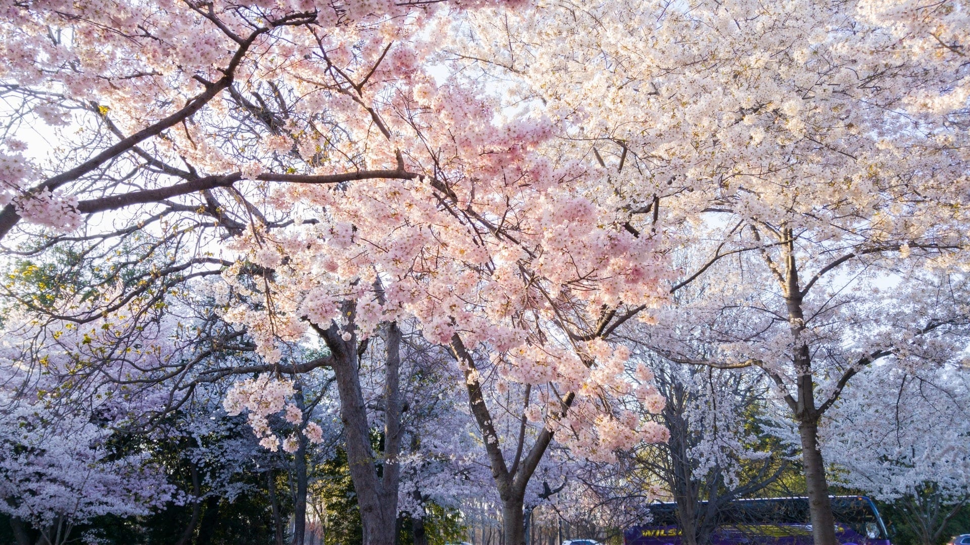 Blossoms in April, highlighting that April is counselling awareness month