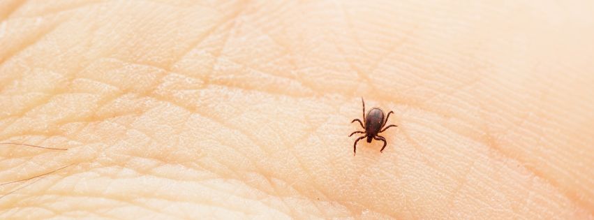 a closeup of a tick on someone's skin, highlighting tick prevention in the okanagan