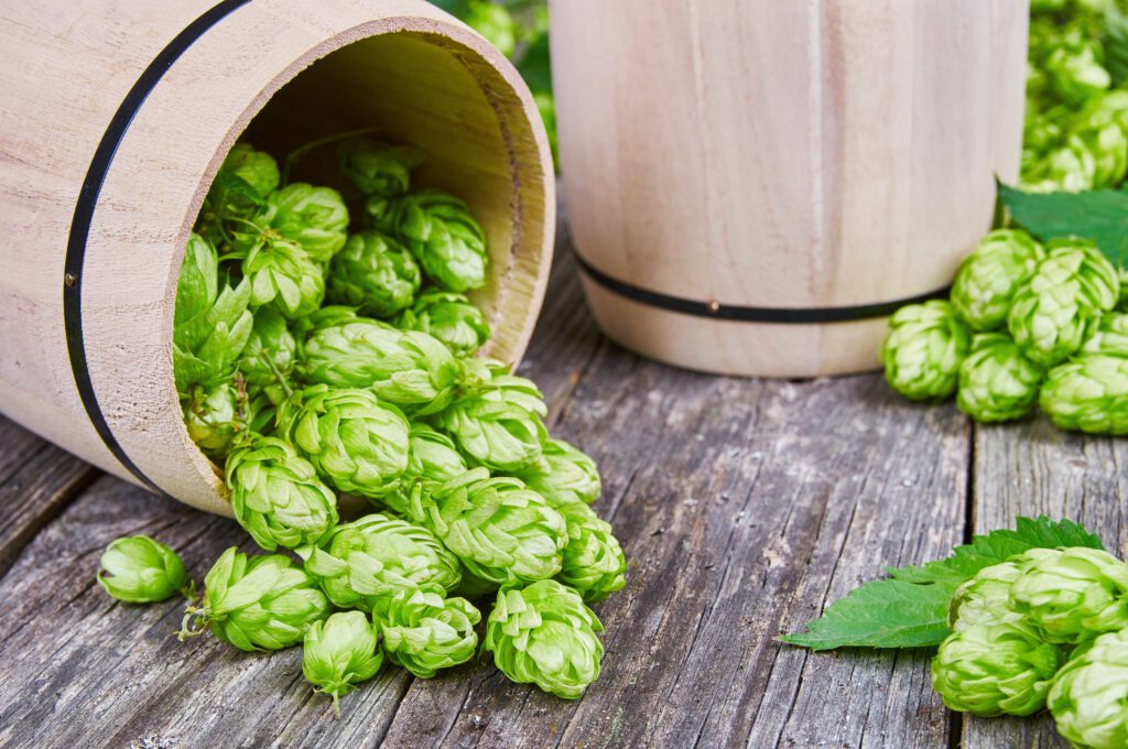 Bitter hops spilling out of a wooden barrel that's tipped on its side.