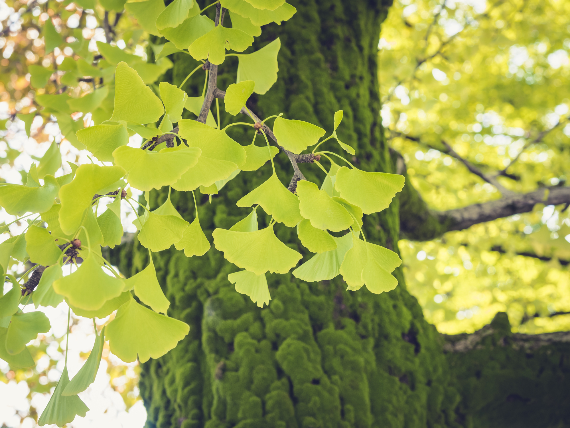 Gingko Tree help with cognitive decline and long term mental health